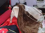    
: DSC00438.jpg
: 26
:	134.6 
ID:	9006301