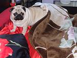     
: DSC00439.jpg
: 28
:	154.8 
ID:	9006324