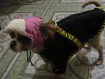     
: IMG_0908.jpg
: 7
:	104.8 
ID:	9016805