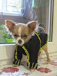     
: IMG_0896.jpg
: 6
:	80.7 
ID:	9016829
