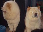     
: DSC02394.JPG
: 45
:	70.3 
ID:	901698