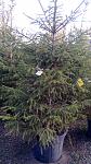     
: IMG_20141115_144603.jpg
: 31
:	112.9 
ID:	9021209