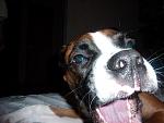     
: P1000497.jpg
: 36
:	112.4 
ID:	904157