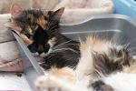     
: DSC_0073.jpg
: 5
:	110.2 
ID:	9042213