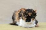     
: DSC_3621.jpg
: 6
:	73.7 
ID:	9042250