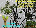     
: IMG_0792 сирень 19.11-14.jpg
: 5
:	83.7 
ID:	9046631