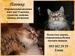     
: плюшка, елена, ок..jpg
: 13
:	94.4 
ID:	9072214