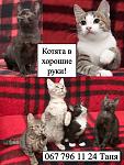     
: котятя, татьяна.jpg
: 13
:	89.3 
ID:	9072215