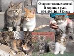     
: котята, еленп.jpg
: 16
:	122.0 
ID:	9072217