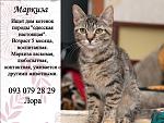     
: маркиза, лора.jpg
: 8
:	95.0 
ID:	9073615