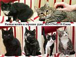     
: котята, лена бат&#.jpg
: 5
:	101.7 
ID:	9073617