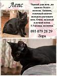     
: лепс, лора.jpg
: 5
:	84.7 
ID:	9073618
