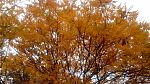     
: IMG_20141016_114242.jpg
: 12
:	237.8 
ID:	9076061