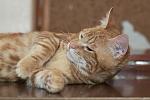     
: DSC_2887.jpg
: 10
:	101.2 
ID:	9081150