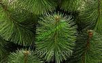     
: 37169728211.jpg
: 13
:	106.9 
ID:	9094686