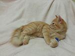     
: 20141201_005053.jpg
: 9
:	87.0 
ID:	9102399