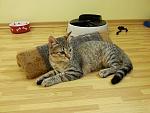     
: 20141127_005711.jpg
: 6
:	147.3 
ID:	9102406