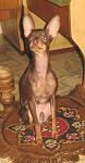     
: Image 0611.jpg
: 22
:	49.1 
ID:	9131425