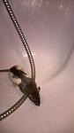     
: WP_20141208_21_57_07_Pro__highres.jpg
: 10
:	32.7 
ID:	9149561