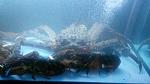     
: 20141213_195737.jpg
: 74
:	94.2 
ID:	9165153