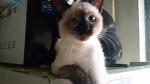     
: 20141112_101530.jpg
: 24
:	93.1 
ID:	9182703