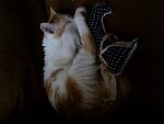     
: Фото0011.jpg
: 10
:	84.7 
ID:	9192869