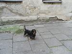     
: image (1).jpg
: 9
:	65.9 
ID:	9193107