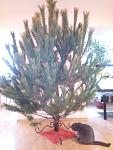     
: IMG_20141221_143302.jpg
: 8
:	119.6 
ID:	9210512