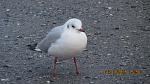     
: IMG_6069.jpg
: 47
:	131.3 
ID:	9226805