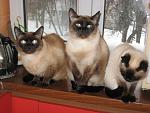     
: IMG_1263.jpg
: 5
:	115.0 
ID:	9252771