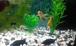     
: 20150113_231759.jpg
: 15
:	118.8 
ID:	9273857