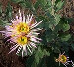     
: 16.11 (15).jpg
: 5
:	121.2 
ID:	9292198