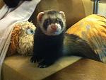     
: IMG_0236.jpg
: 9
:	223.4 
ID:	9306645