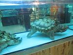     
: IMG_7470.jpg
: 45
:	133.0 
ID:	9318436