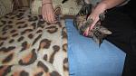     
: IMG_3523.jpg
: 8
:	110.0 
ID:	9324148