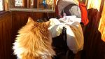     
: DSC_0388.jpg
: 58
:	119.9 
ID:	9330333