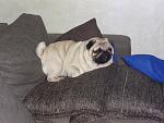     
: DSC00497.jpg
: 45
:	190.9 
ID:	9346268