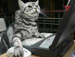     
: cat_internet.jpg
: 45
:	9.1 
ID:	936269
