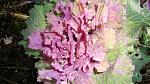     
: DSC06069.jpg
: 11
:	145.9 
ID:	9363386