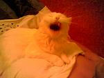     
: Photo-0619.jpg
: 24
:	29.4 
ID:	936451