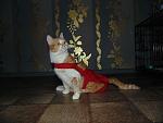     
: DSC03277.jpg
: 11
:	109.0 
ID:	9375951