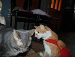     
: DSC03307.jpg
: 12
:	96.5 
ID:	9375995