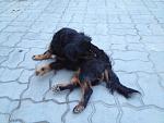     
: photo.jpg
: 13
:	160.2 
ID:	9387640