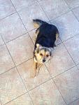     
: IMG_4313.jpg
: 11
:	111.3 
ID:	9389771