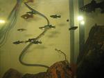     
: IMG_0705.jpg
: 10
:	73.7 
ID:	9391932