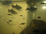     
: IMG_0715.jpg
: 8
:	79.5 
ID:	9391933