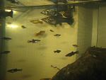     
: IMG_0709.jpg
: 9
:	80.5 
ID:	9391934