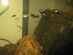     
: IMG_0704.jpg
: 10
:	82.6 
ID:	9391935