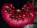     
: CirrhopetalumCurtisii.jpg
: 33
:	21.2 
ID:	9394308