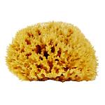     
: natural-sea-sponge-01.jpg
: 81
:	99.8 
ID:	9395237
